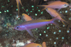 Luzonichthys waitei