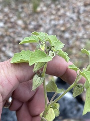 Physalis neomexicana