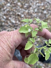 Physalis neomexicana
