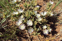 Delosperma herbeum