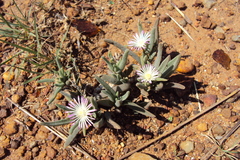 Delosperma herbeum