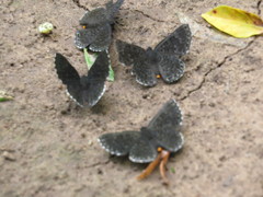 Exoplisia myrtis