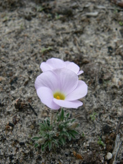 Oxalis hirta hirta