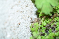 Paroligolophus agrestis