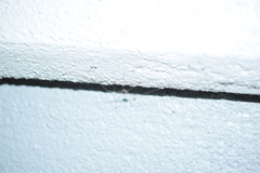 Dicranopalpus ramosus