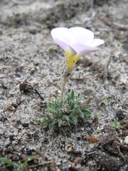 Oxalis hirta hirta