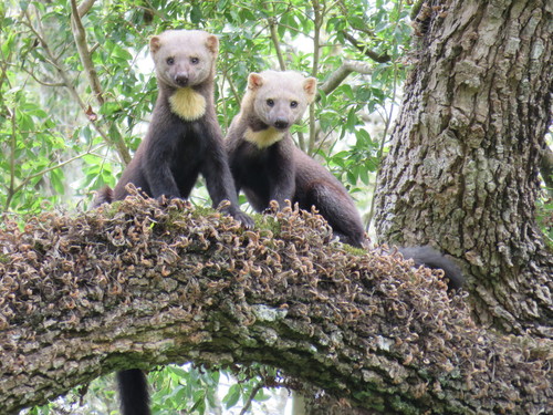 Tayra (Eira barbara)