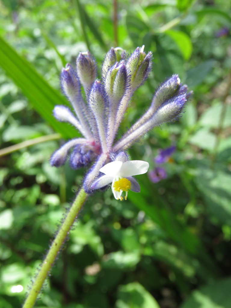 Tinantia violacea