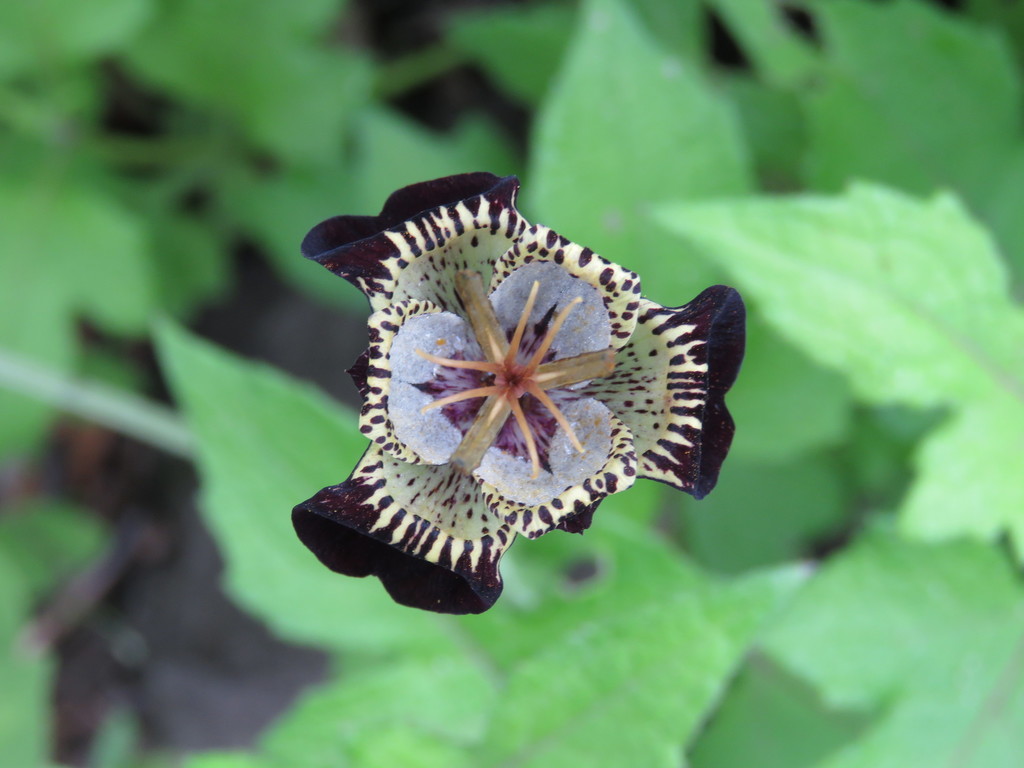 Tigridia suarezii