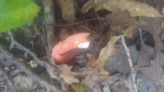 Russula
