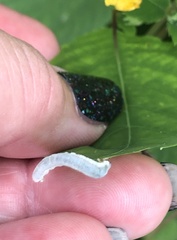 Monostegia abdominalis