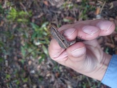 Sceloporus variabilis marmoratus