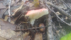 Russula