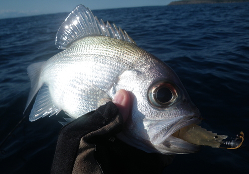Pearl perch (Glaucosoma scapulare) — Glaucosomatidae — 2