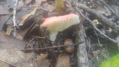 Russula