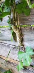 Eumorpha vitis