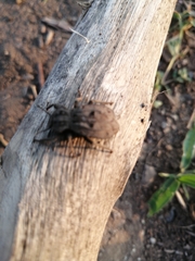 Pelecyphorus pulchellus