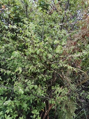 Ilex asprella