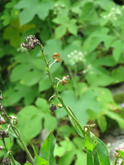 Talinum paniculatum