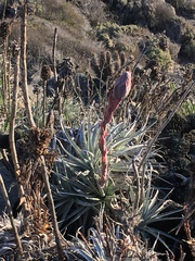 Puya venusta