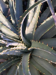 Puya venusta