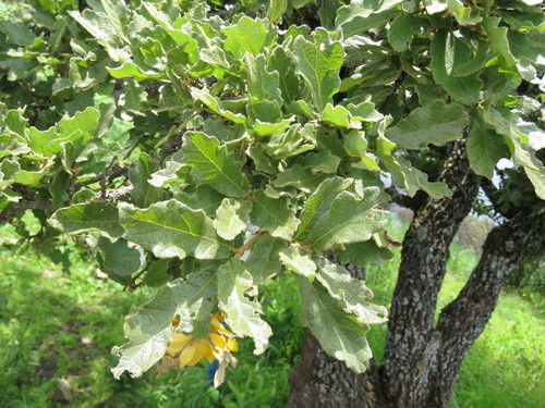 Quercus deserticola