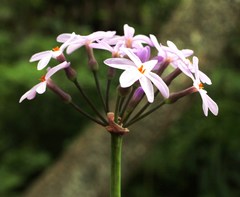 Tulbaghia maritima