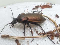 Carabus nemoralis