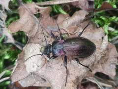 Carabus nemoralis
