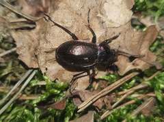 Carabus nemoralis