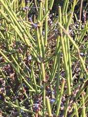 Ephedra chilensis