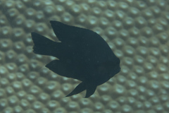 Neoglyphidodon melas