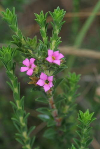 Acmadenia kiwanensis