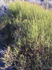 Ephedra chilensis