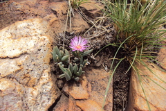 Delosperma macellum