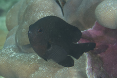 Pomacentrus brachialis