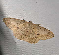 Luxiaria tephrosaria