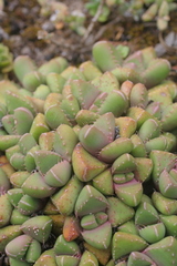 Faucaria subintegra