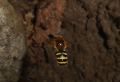 Melipona favosa