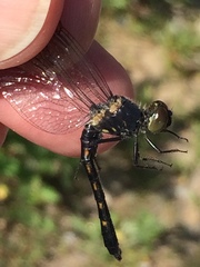 Erythrodiplax berenice