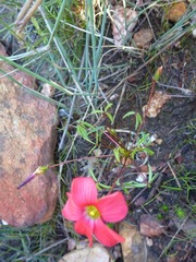 Oxalis pendulifolia