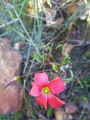 Oxalis pendulifolia