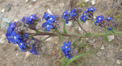 Anchusa capensis