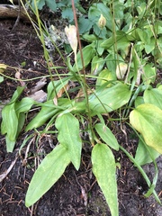 Erythronium montanum