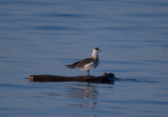 Stercorarius parasiticus