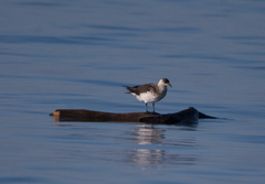 Stercorarius parasiticus