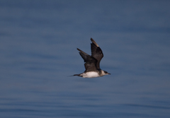 Stercorarius parasiticus