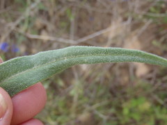 Anchusa capensis