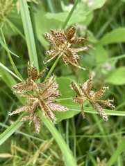 Cyperus diandrus