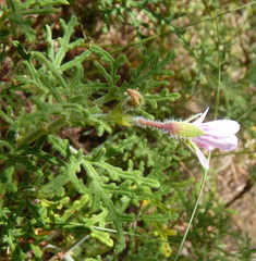 Pelargonium radens